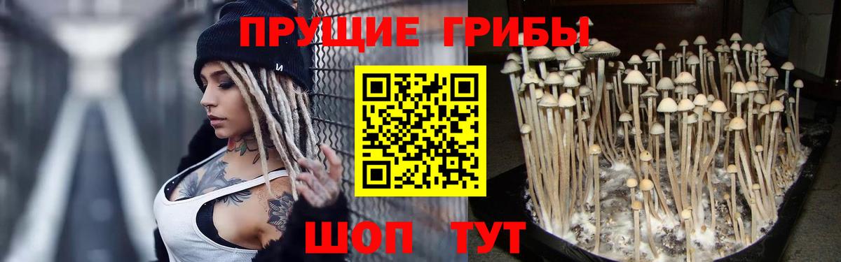 Псилоцибиновые грибы Psilocybine cubensis  Вход с VPN  Рубцовск 